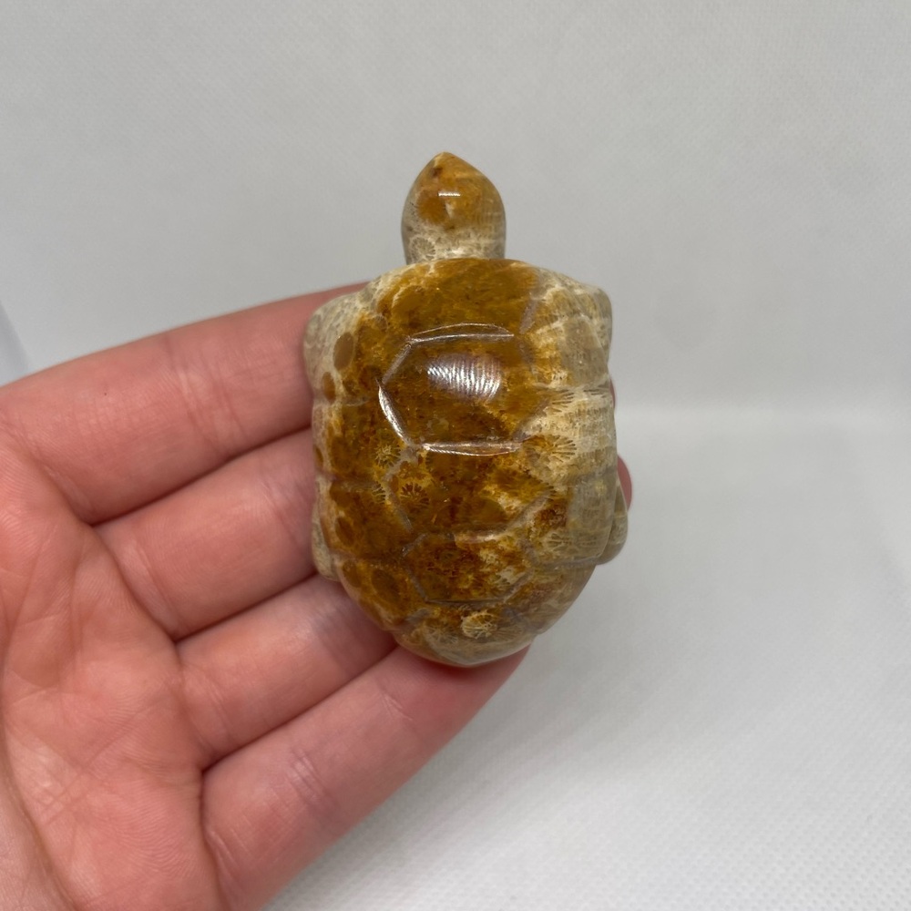 Fossil Coral Turtle Carving